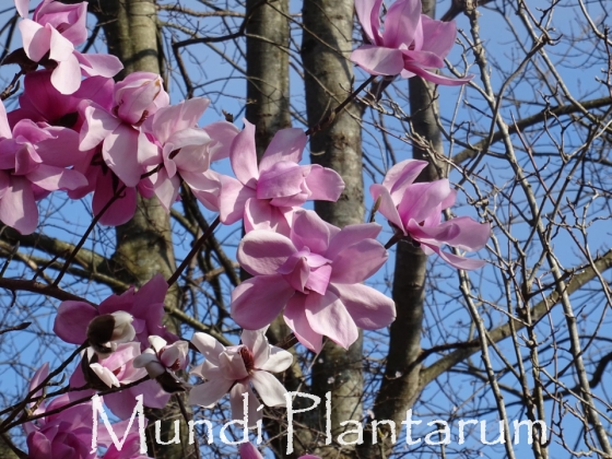 Magnolia dawsoniana Mundi Plantarum